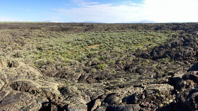 a small, green area covered with small plants surrounded by black lava rocks with few plants