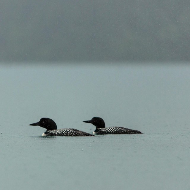 Two distant loons float on misty lake.