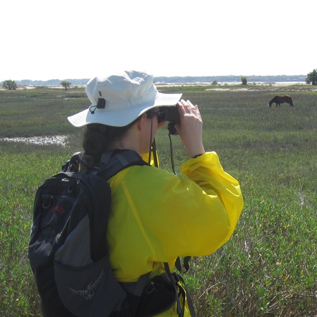 Hikers view horses in the marsh from a safe distance 