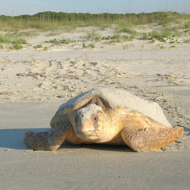Photo of loggerhead sea turtle crawling away from sand dunes