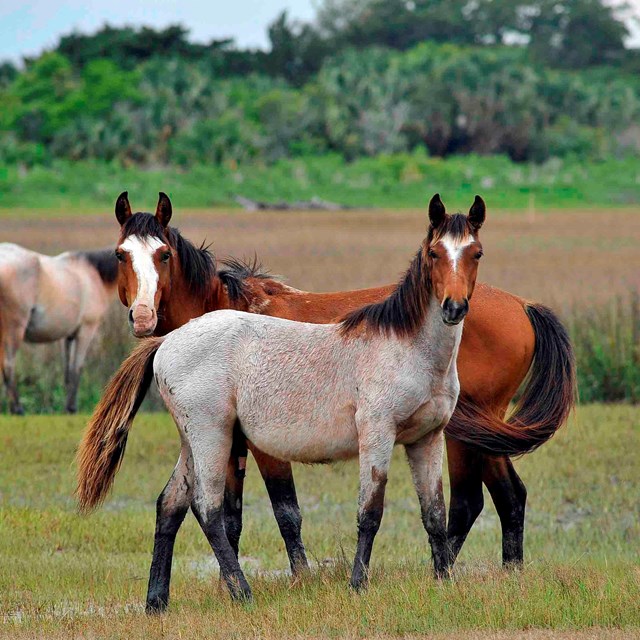 Photo of three feral horses standing in a field, with two facing the camera and one facing away