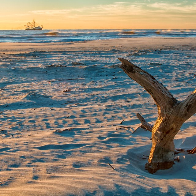 driftwood protrudes from the beach while a boat passes on the horizon
