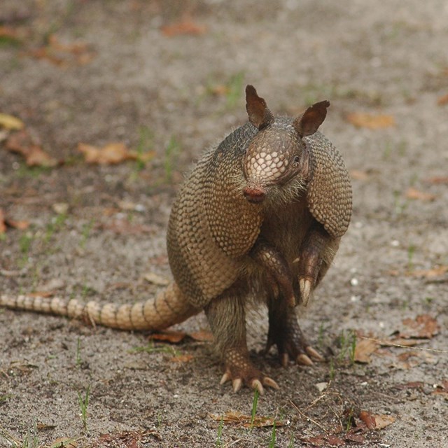 An armadillo stands on it's hind legs to smell the air