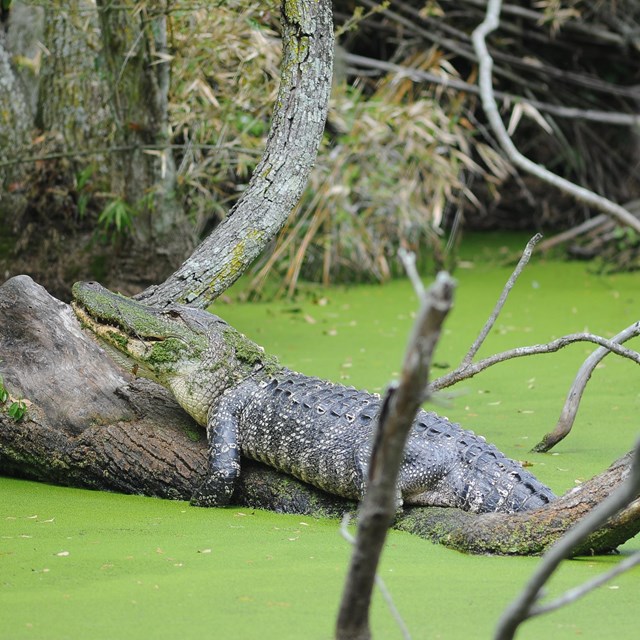 Image of alligator basking on a log in a pond covered with duckweed