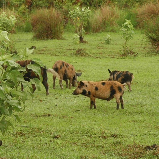 several wild hogs graze in open grass area