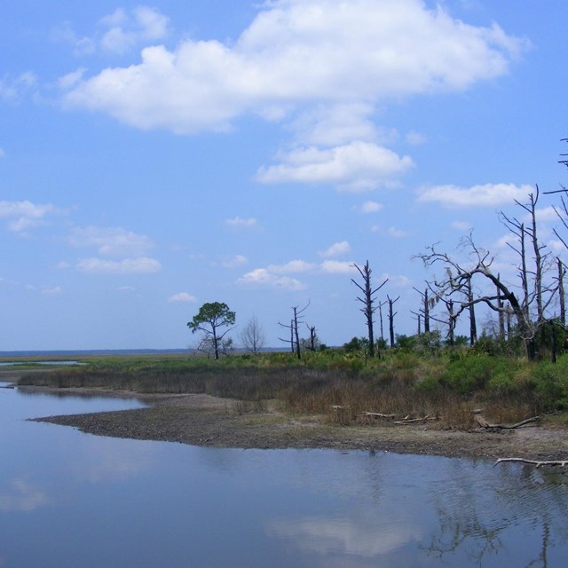 Tidal marsh edge next to standing tree snags under blue skies
