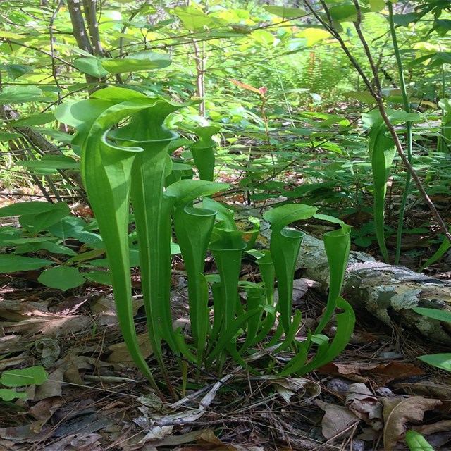 Pitcher plants in Little River Canyon National Preserve