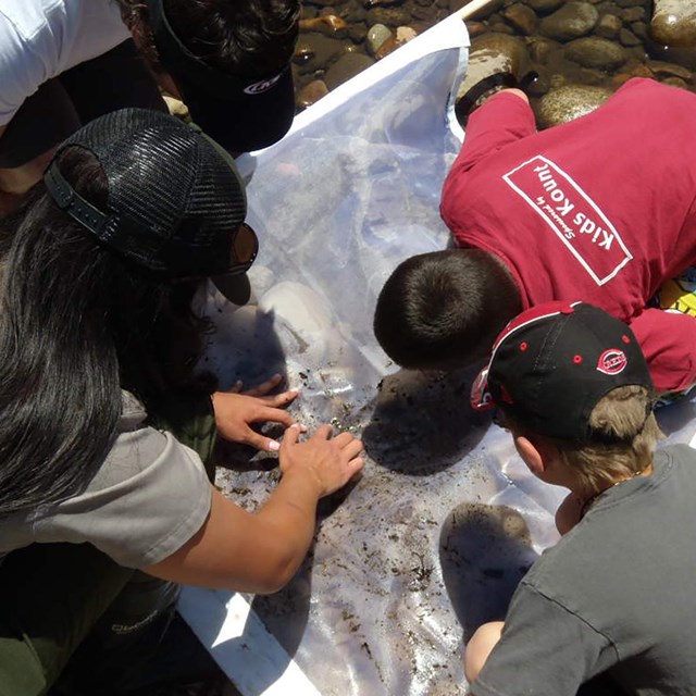 Ranger and students study the contents of a net in a stream