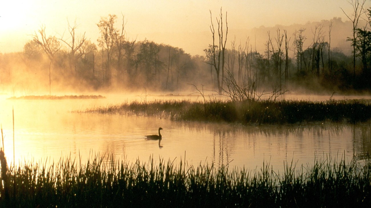 Yellow sunlight reflects off the misty surface of a wetland; silhouette of a goose near the middle.