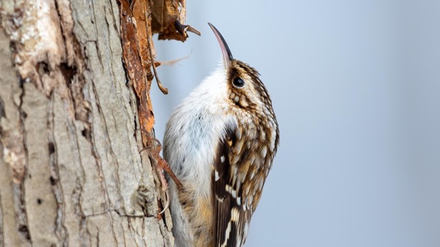 A brown-and-white creeper climbs up the bark of a tree toward frozen brown leaves