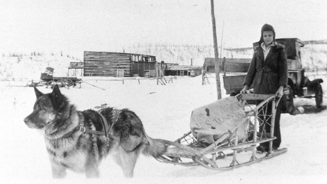 a dog pulling a woman on a sled