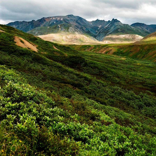 A vibrant green landscape of brush that rises in elevation to alpine mountains in the distance.