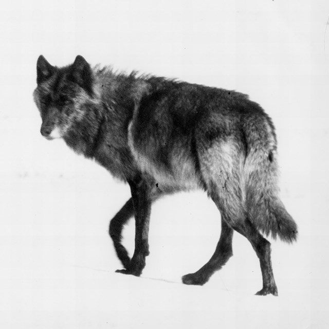 black and white photo of dark wolf in the snow
