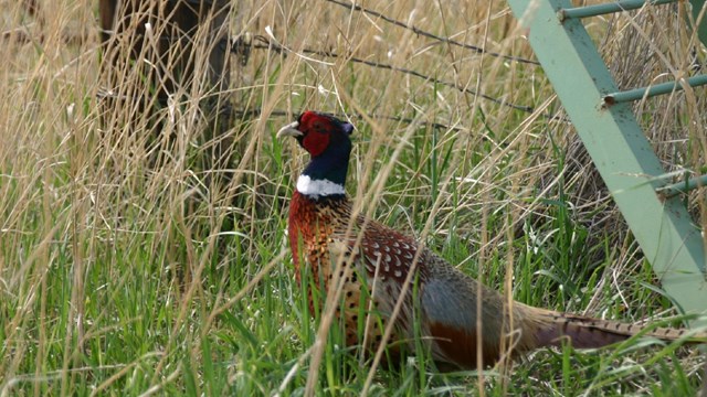 A pheasant sits in the tall grass