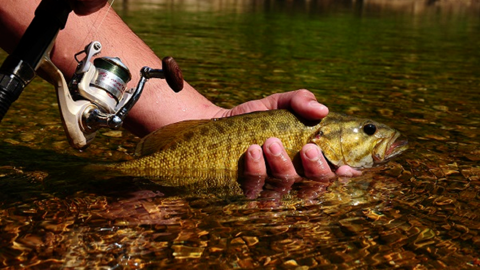 A fisherman releasing a smallmouth bass
