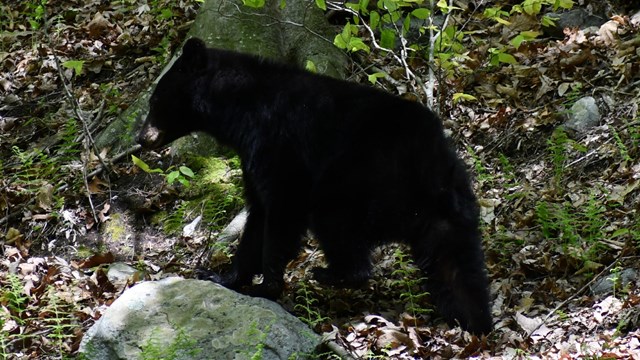 A black bear walking through a wooded area.