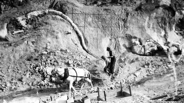 A black and white photograph of two mules and a man in front of the Carnegie Quarry excavation site.