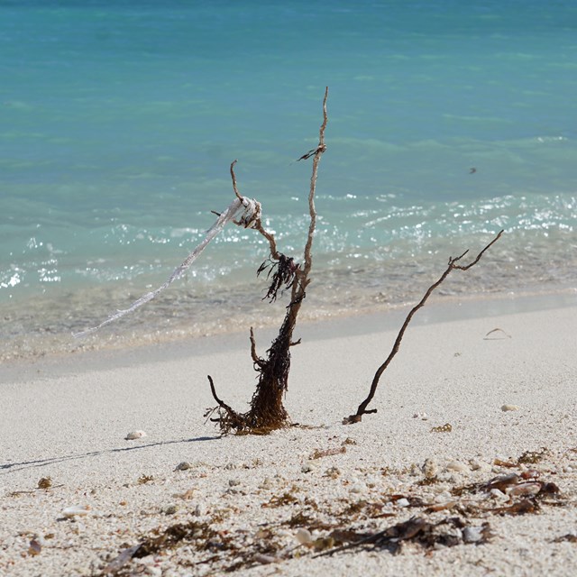 A piece of driftwood on a sandy beach with blue ocean waters behind it