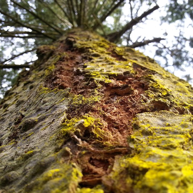 Closeup of a Douglas Fir Tree