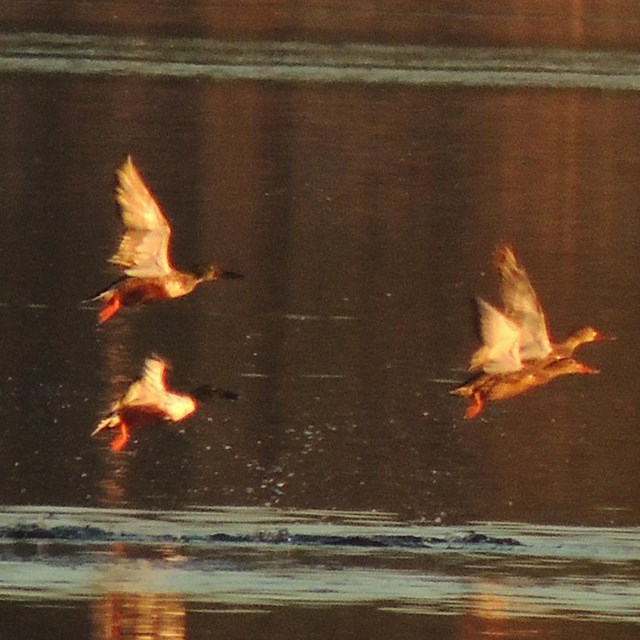 a flock of birds take off from crockett lake
