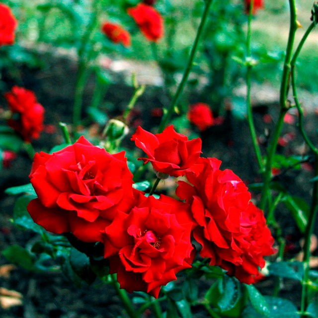 A garden full of vibrant red flowers.