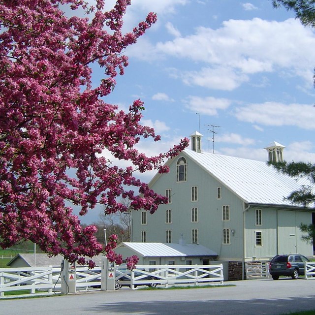 Photo of Eisenhower's barn with a beautiful bloomed tree on the left.