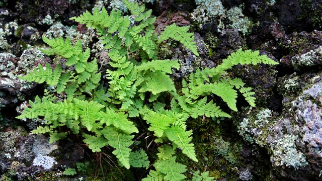A fern plant grows between lichen-covered rocks.