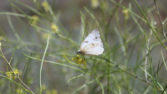 A small white butterfly on a yellow flower