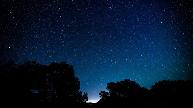 Trees silhouetted against a starry sky. 