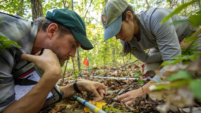 Two biologists inspect a forest floor.