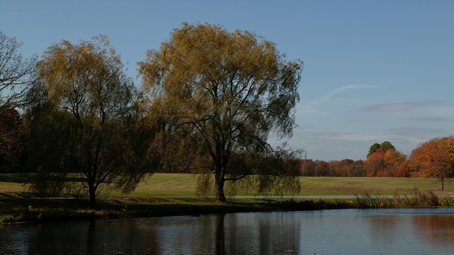 Two large trees on the bank of a pond.