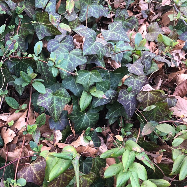 Two invasive vines on the forest floor
