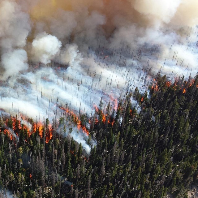 Aerial view of large wildfire in forest with torching trees and smoke.