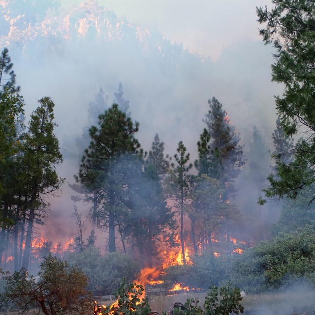 The Nature Trail prescribed fire, completed in the late fall of 2011 was key to fuels reduction in C