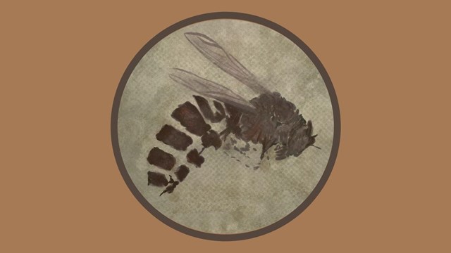 Fossil illustration of the dark brown paleovespa wasp in a light brown colored rock.