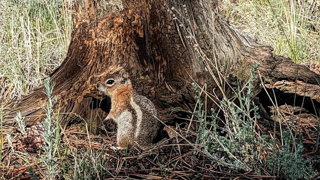 Golden Mantle Ground Squirrel in front of a small tree stump 