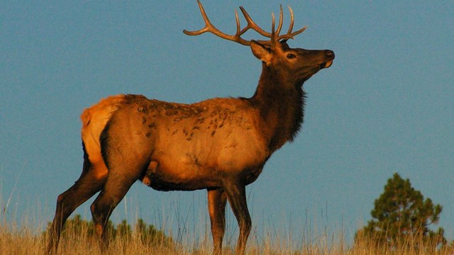 A bull elk standing in a field 