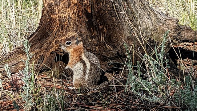 Golden Mantle Ground Squirrel next to a short tree stump