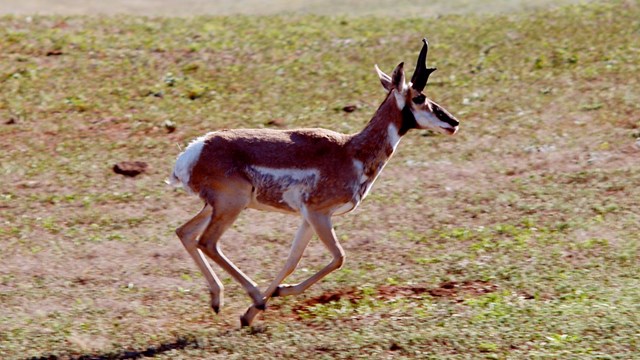 A pronghorn antelope running through a field 