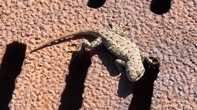 A lizard on a metal grate