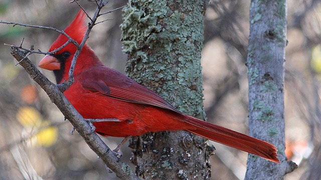 A red bird sits in a tree
