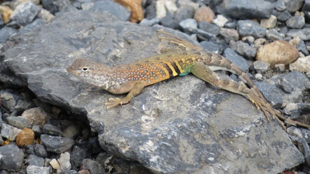 A lizard with a striped tail sits on gray rocks