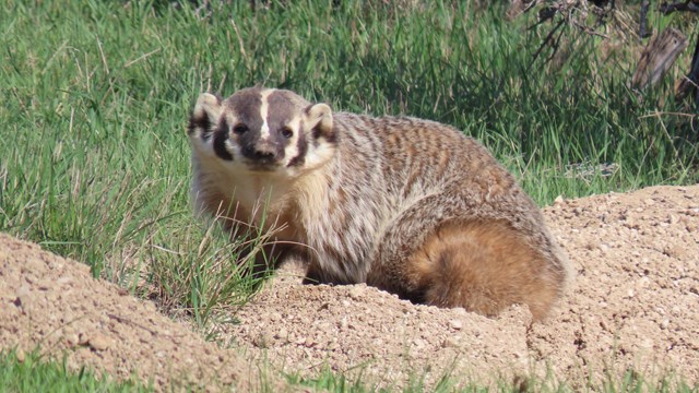 A badger faces the camera sitting atop a burrow with sagebrush behind.
