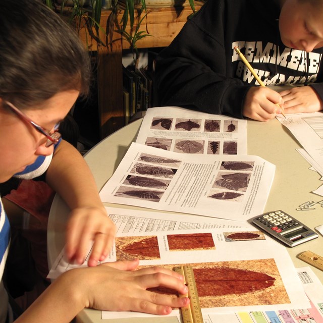 Children measuring fossils leaves printed on worksheets.