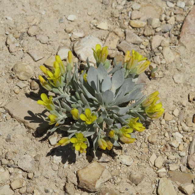 A sage-green plant with four petaled, yellow flowers grows close to the ground.