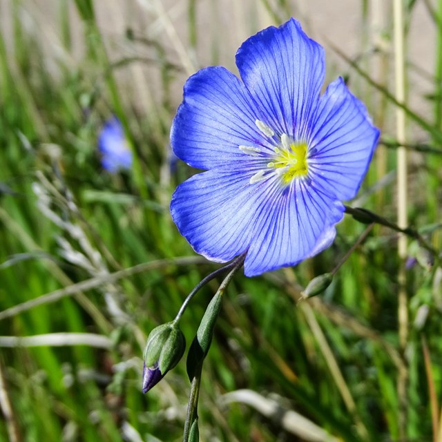 A five petaled, blue flower lit up by the sun