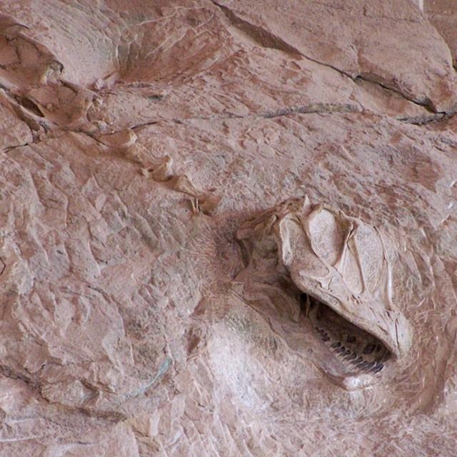 A dinosaur skull imbedded in rock.