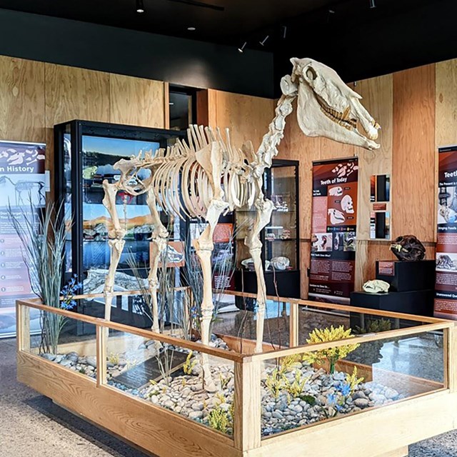 A fossil horse inside an exhibit case in a museum