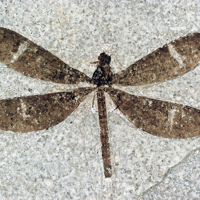 Fossil damselfly from Fossil Butte with white line a third of the way down dark brown wings.
