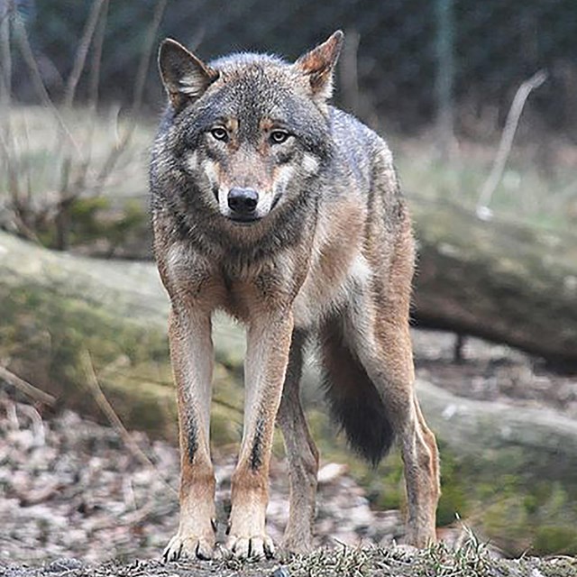 Image of grey wolf looking at the camera.